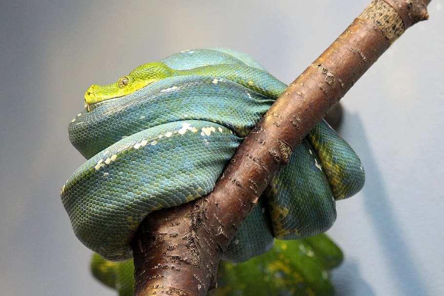 snake, python, rep, reptile, constrictor, green, blue, animal themes HD wallpaper