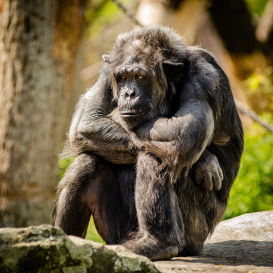 Chimpanzee Sitting on Gray Stone in Closeup Photography during Daytime HD wallpaper