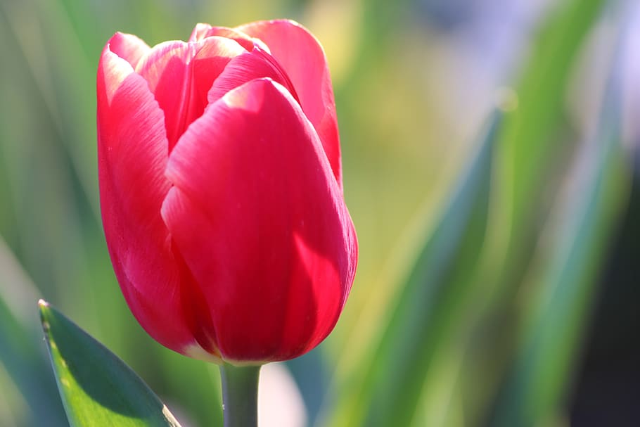 red tulip, bloom, spring, flower, plant, nature, outdoor, flowering plant HD wallpaper