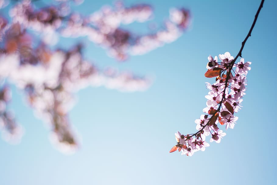 spring, flora, nature, plants, flowers, natural, sky, fragility HD wallpaper