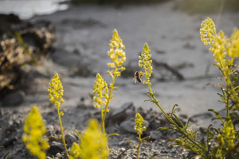 bee, honey, flowers, beach, valais, rhone, rotten, spring, lalden HD wallpaper