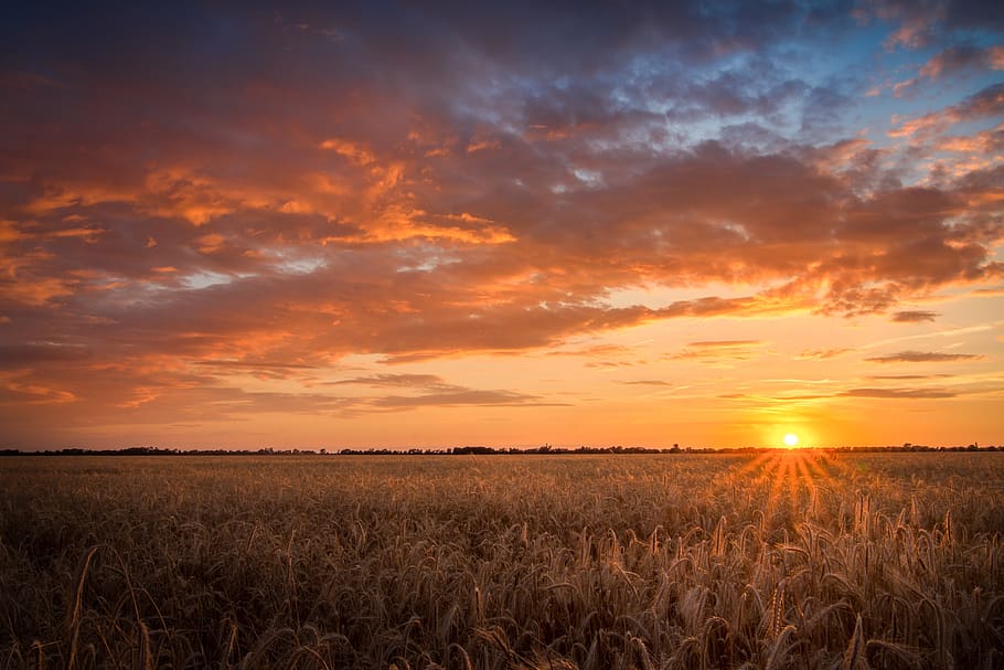 field, sunset, cereals, summer, clouds, mood, evening, sky HD wallpaper