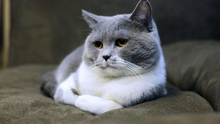 Gray and White Cat Lying on Black Suede Sofa, adorable, animal, HD wallpaper