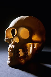 anatomy, bone, dead, death, fear, forensic, halloween, head HD wallpaper