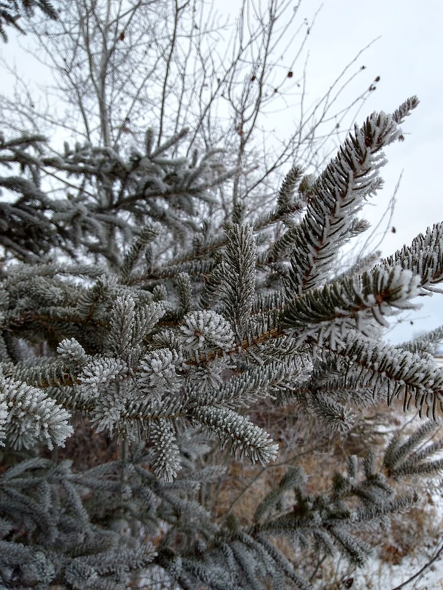 winter, cold temperature, snow, plant, tree, no people, frozen HD wallpaper