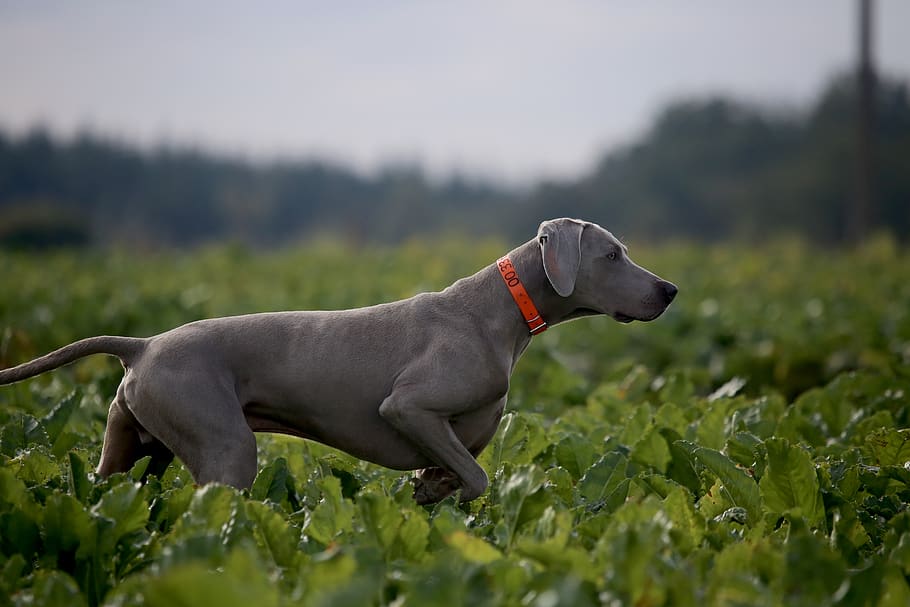 adult mouse gray Weimaraner on plant field, canine, dog, mammal, HD wallpaper