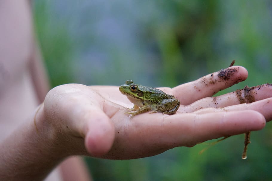 frog, macro, one animal, hand, animal wildlife, human hand HD wallpaper