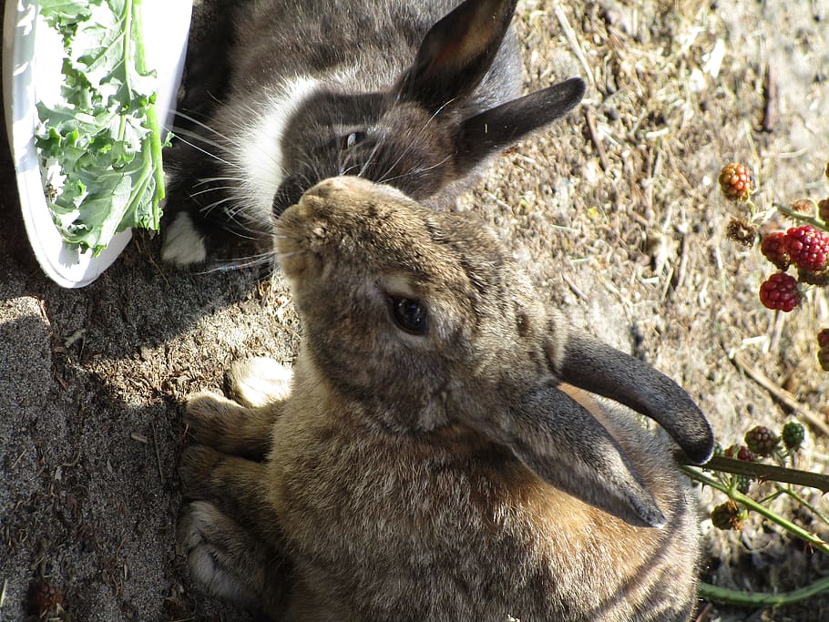 bunny, rabbit, jericho beach, point grey, vancouver, mammal HD wallpaper
