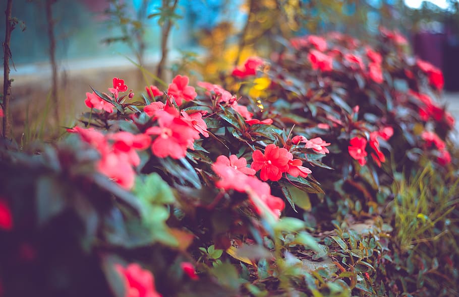 Selective Focus Photography of Red Impatiens Flowers, beautiful HD wallpaper