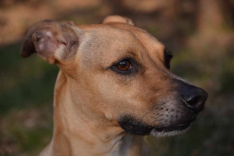 dog, ears back, brown, one animal, canine, animal themes, pets HD wallpaper