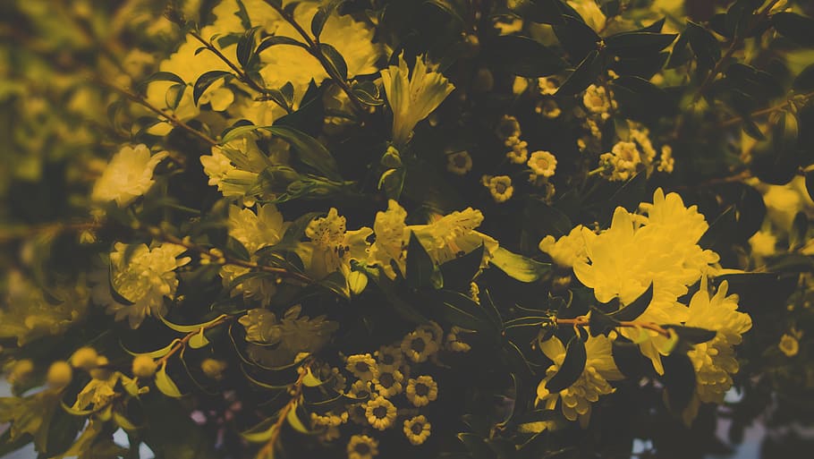 Photography of Yellow Flowers, beautiful, bloom, blooming, close-up HD wallpaper