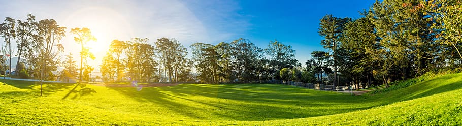 Person Showing Trees, bright, day, environment, field, flora HD wallpaper