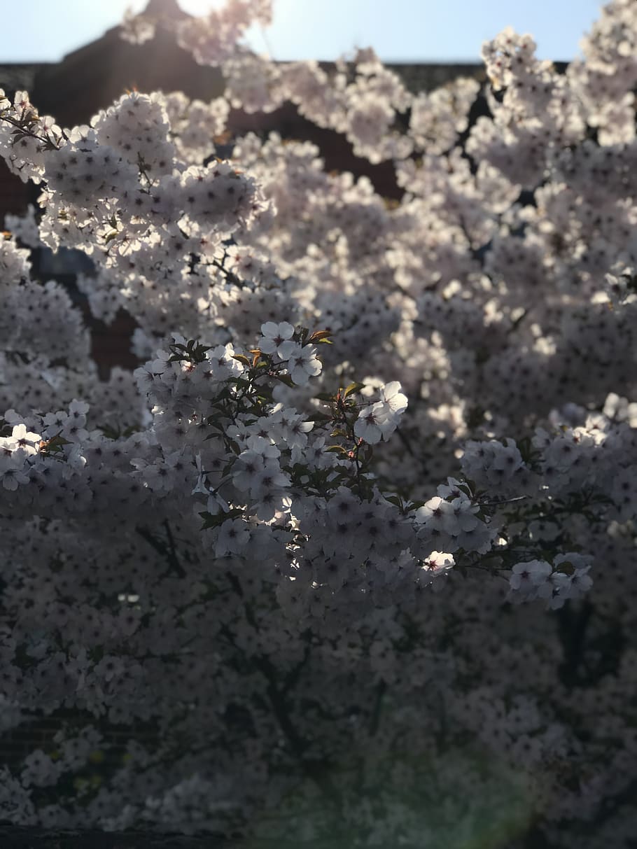 blossom, flowers, light, spring, white blossom, botanical, growth HD wallpaper