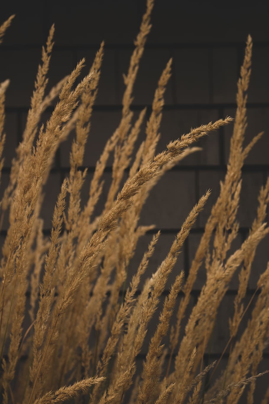 tall grasses, golden, hay, wheat, straw, plant, flora, nature, HD wallpaper