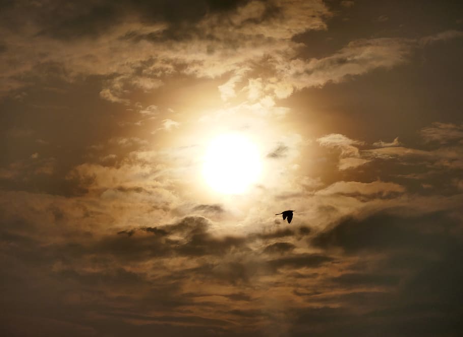 cloud, crane, dusk, bird, sunrise, sky, cloud - sky, silhouette HD wallpaper