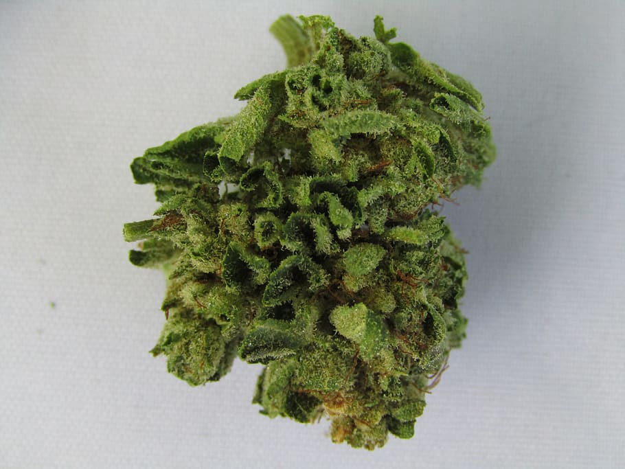 cannabis, cannabis buds, 420, marijuana, green color, food