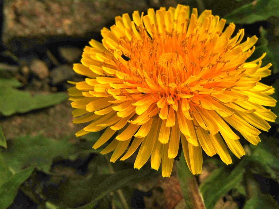 spring, dandelion, close up, macro, plant, flower, meadow, blossom HD wallpaper