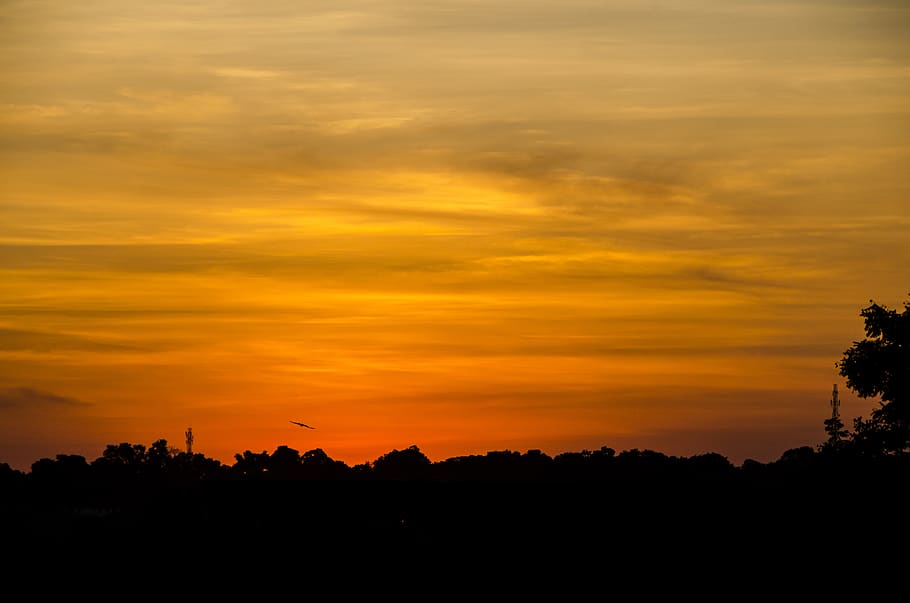 Silhouette of Trees Under Orange Sky, dawn, sunrise, sunset, orange color HD wallpaper