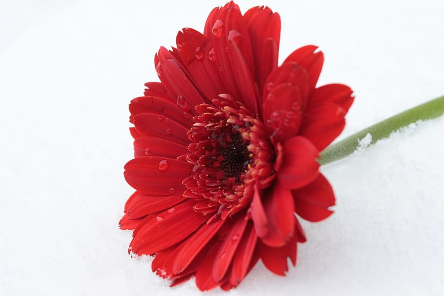 gerbera, fresh, winter, ice, snow, frozen, flower, nature, fragrance HD wallpaper