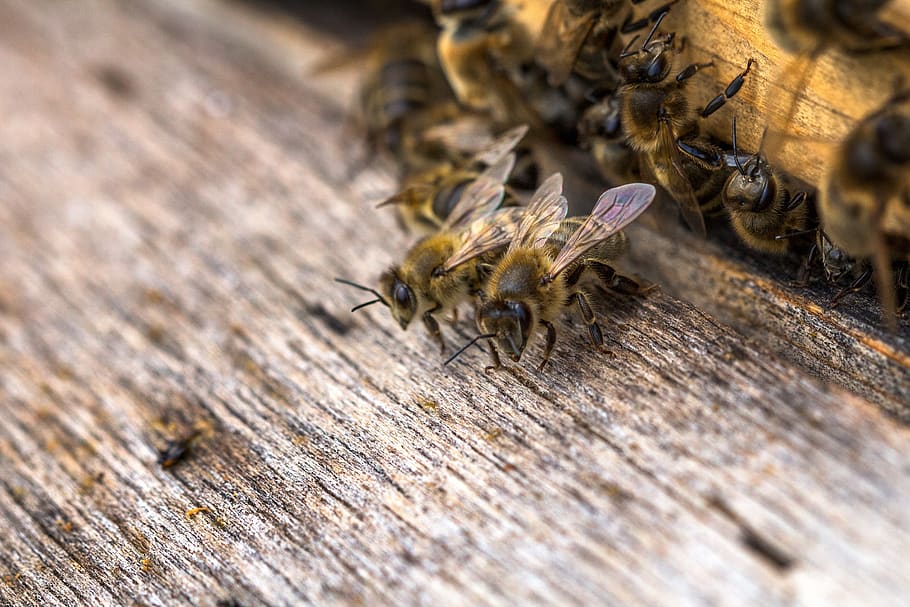 insect, close up, macro, bees, honey bee, honey bees, defense HD wallpaper