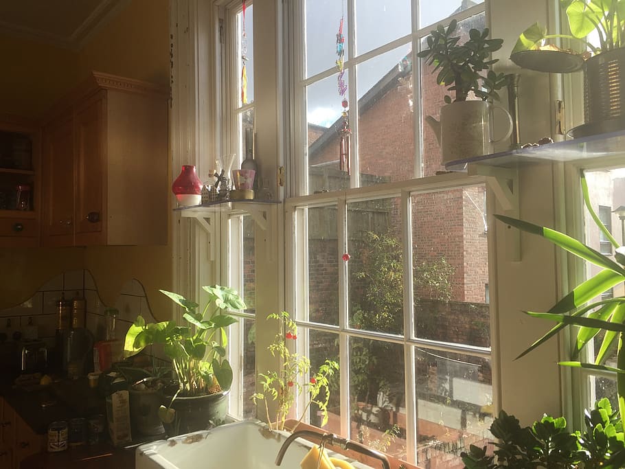 sunny window, sunshine, kitchen, kitchen window, plants, greenery HD wallpaper