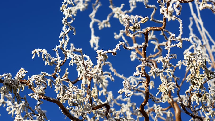 corkscrew, hazelnut, frost, corkscrew hazel, hoarfrost, blue HD wallpaper