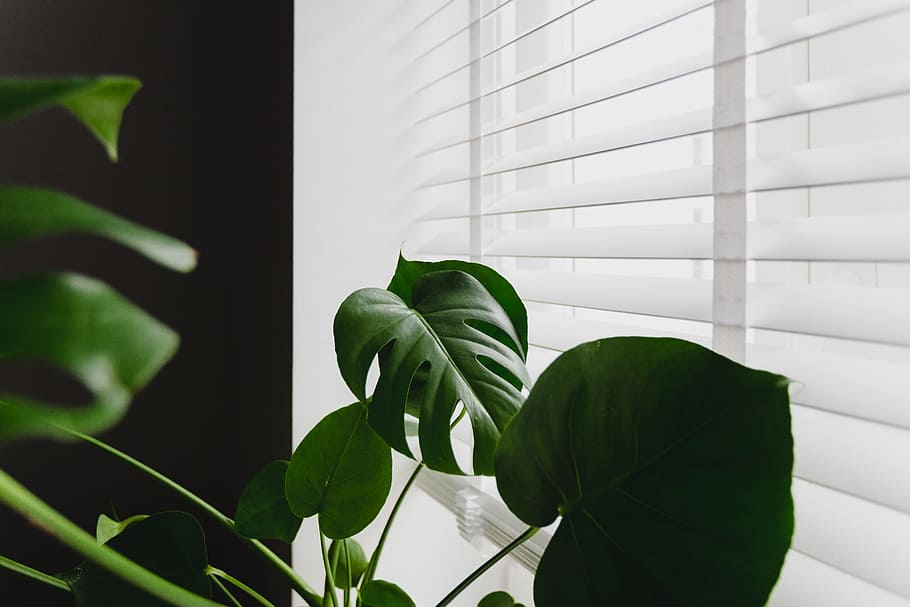 Monstera in the gold pot, flora, green, leaf, plant, window, blinds HD wallpaper