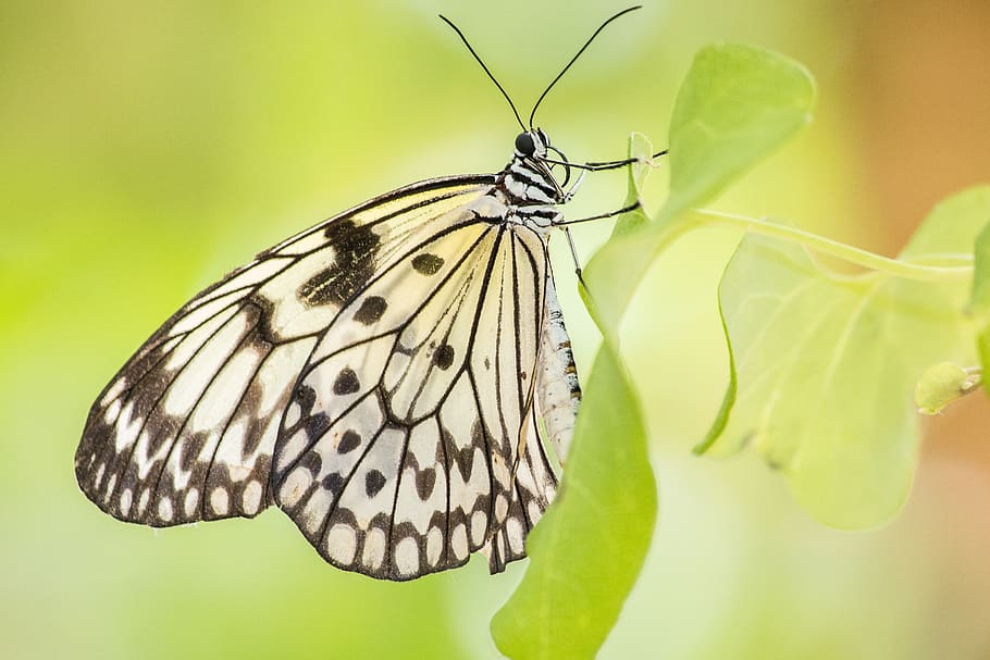 butterfly, yellow, bug, nature, wing, garden, decorative, insect HD wallpaper