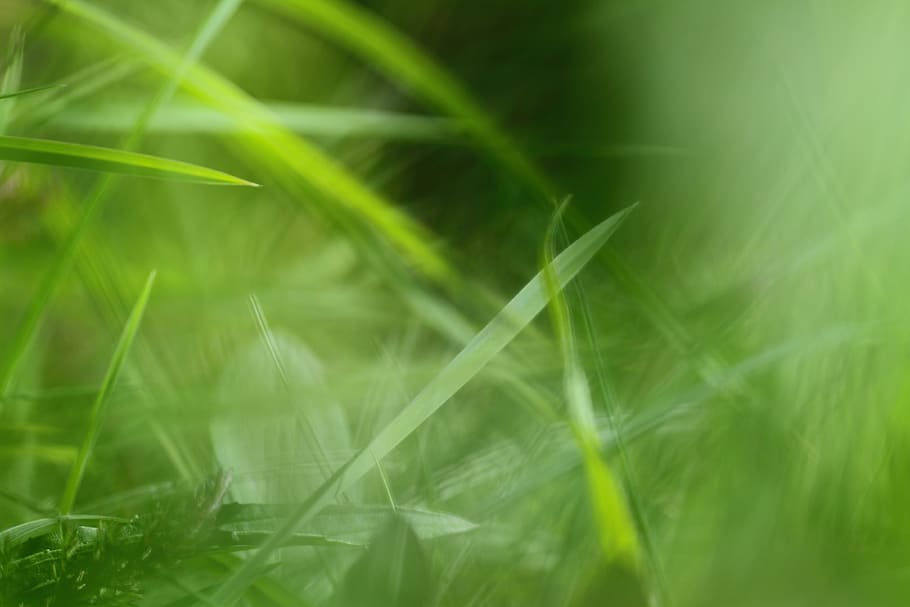 grass, field, meadow, nature, landscape, green, rural, summer HD wallpaper