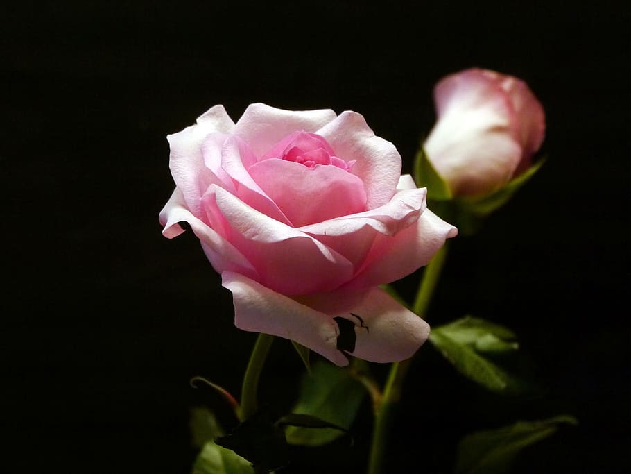 Two pink roses against a black background., pictures of flowers