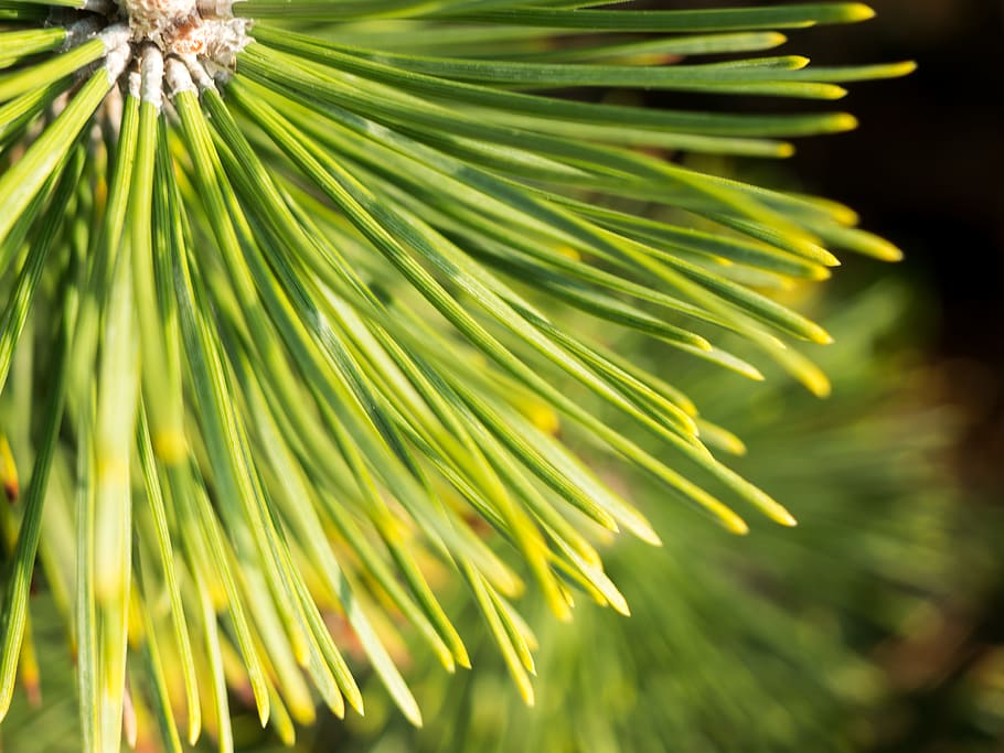 Pine Tree, Leaves, Macro, Nature, Trees, bush, green, pine leaves HD wallpaper