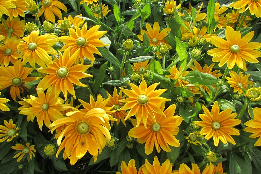 yellow, spring, flowers, nature, bloom, springtime, blossom HD wallpaper