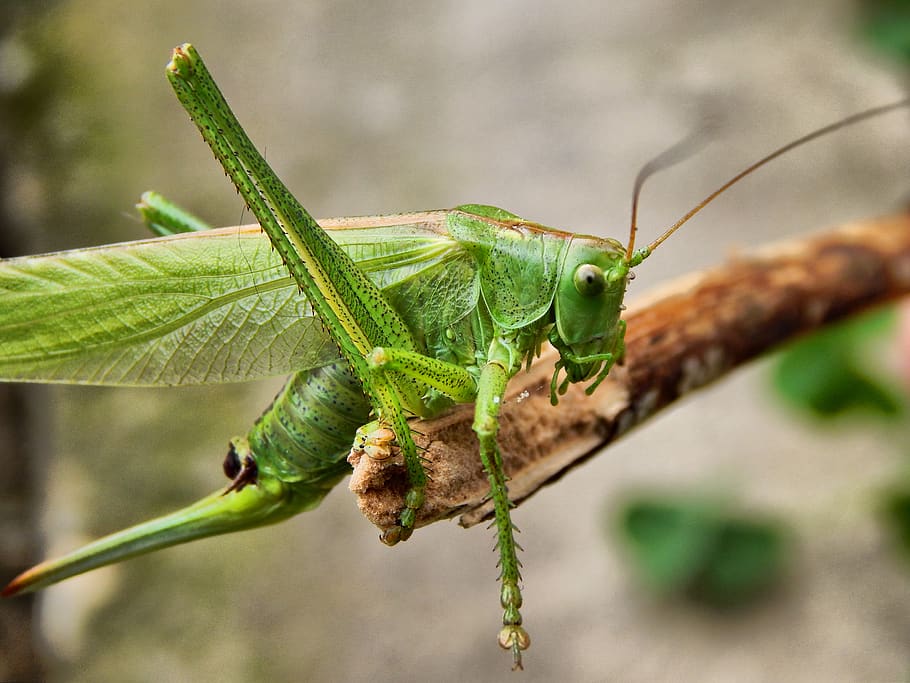 Close Up Photogrpahy Green Insect, close-up, macro, animal themes HD wallpaper