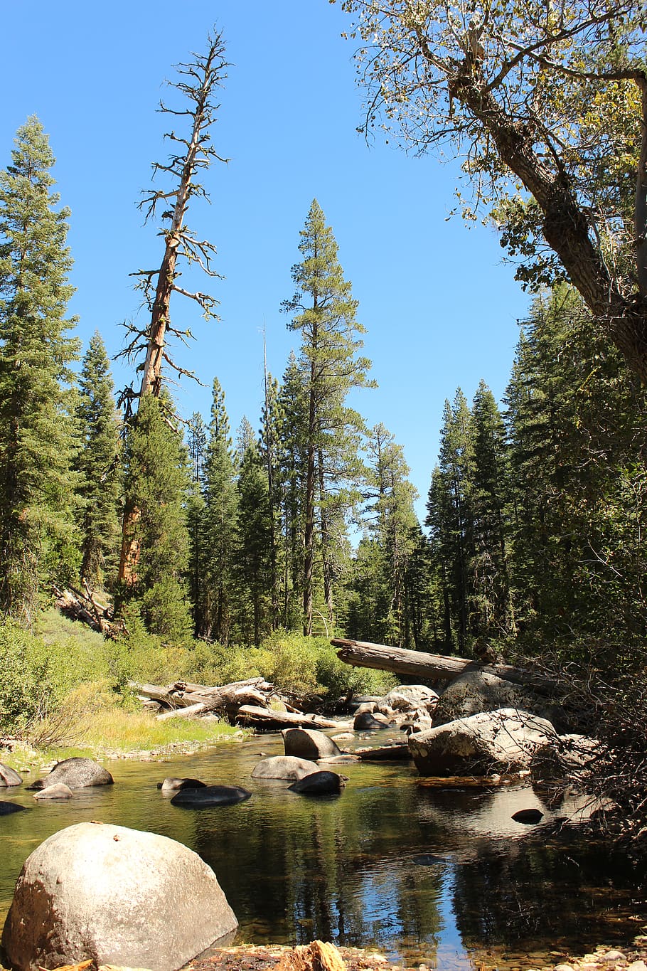 mountain, stream, trees, nature, plant, water, tranquility HD wallpaper