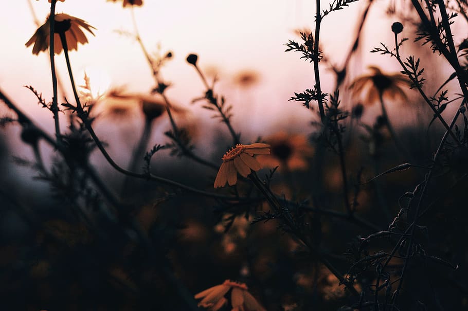 flare, light, plant, sunlight, blossom, flower, leaf, nature HD wallpaper