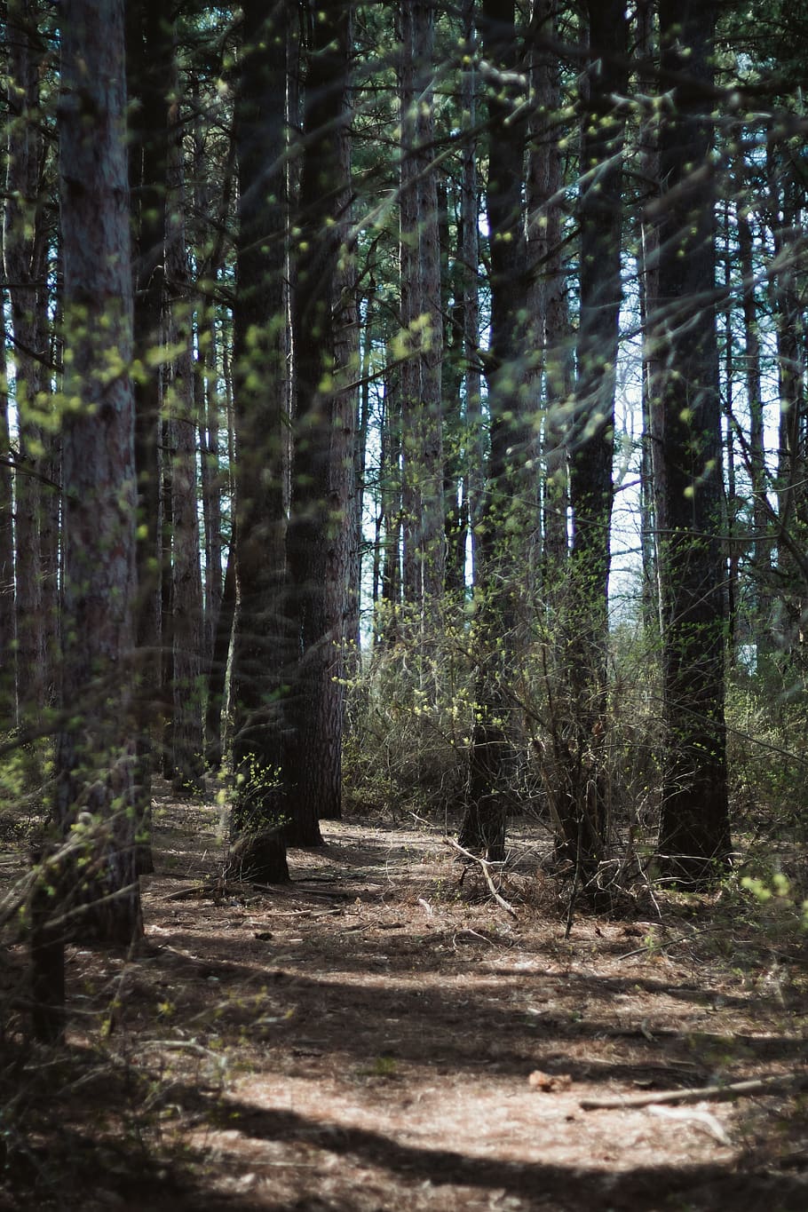 forest trees during daytime, plant, vegetation, land, nature HD wallpaper