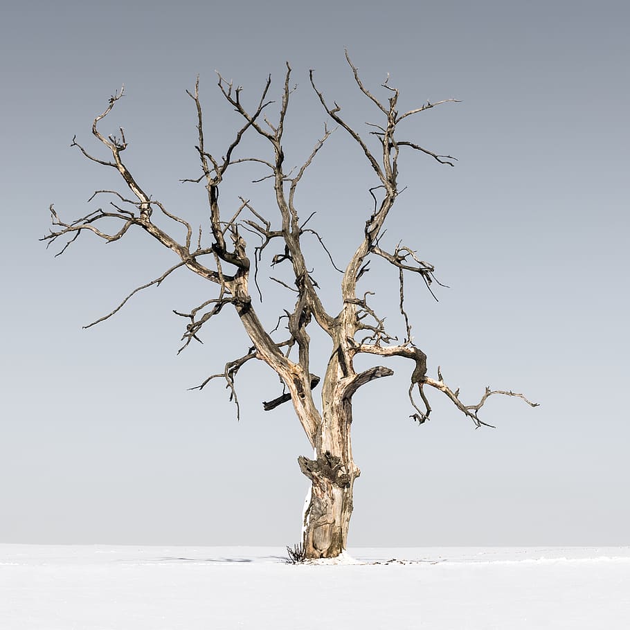 tree, plant, tree trunk, wood, animal, bird, driftwood, root HD wallpaper
