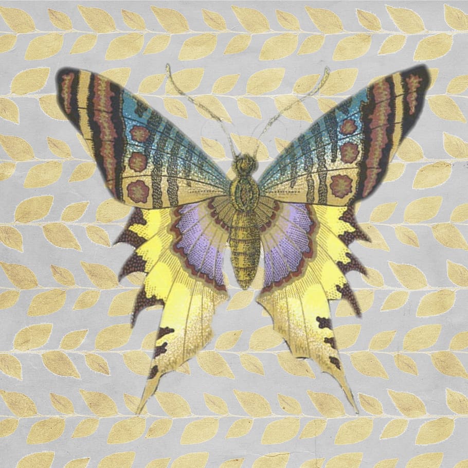 wild, fly, butterfly, insect, animal, graphic, invertebrate HD wallpaper
