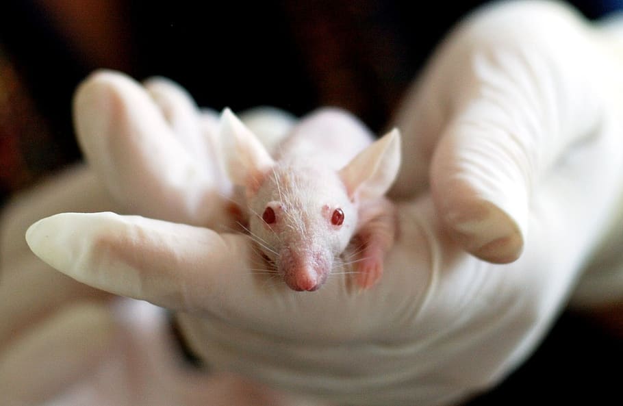White Baby Mouse, experiment, hand, laboratory, little, research HD wallpaper