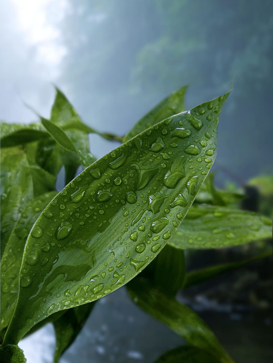 Green Leaf Plant With Droplets, after the rain, close-up, daytime, HD wallpaper