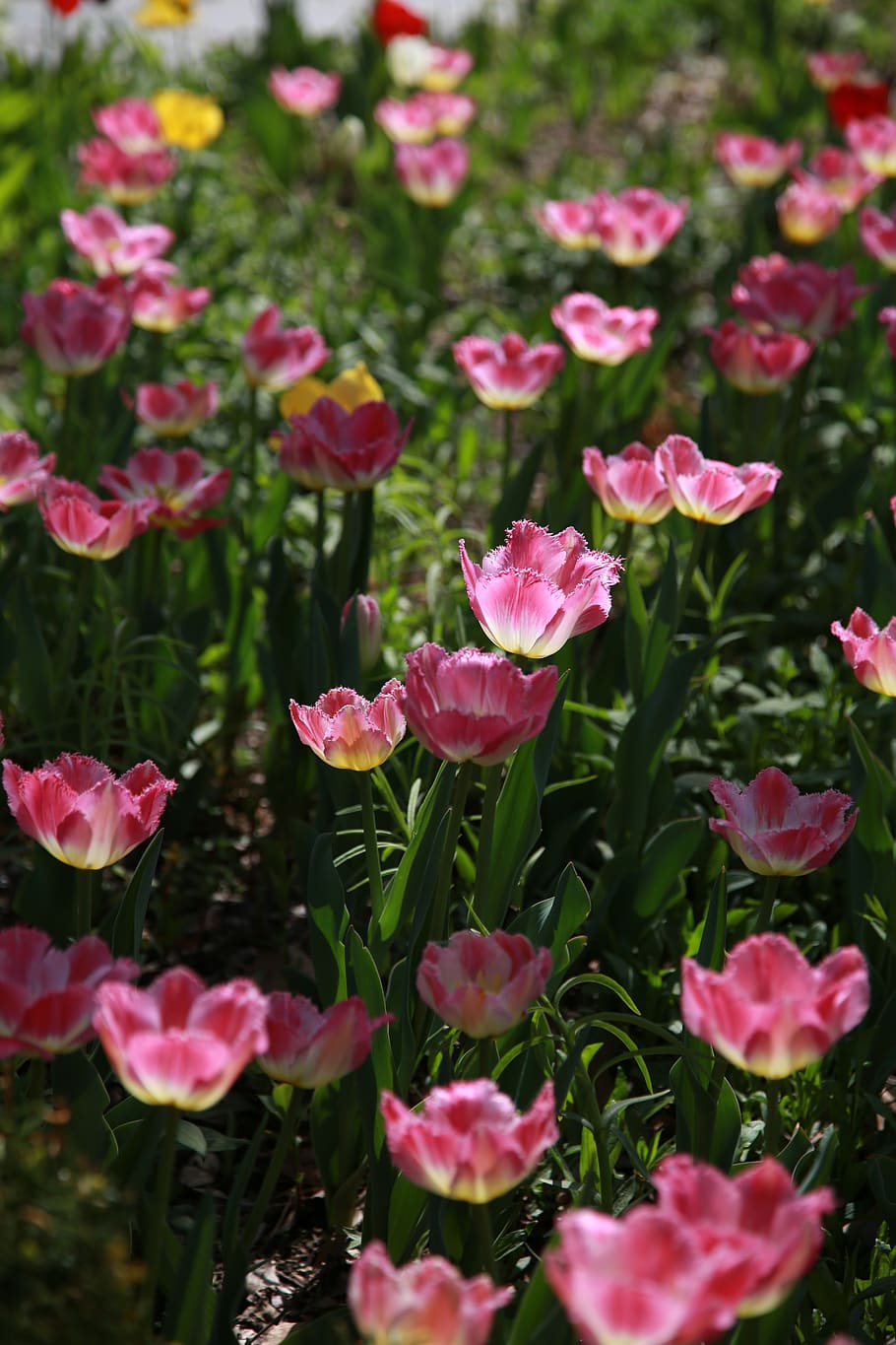 tulip, garden, nature, spring, flowers, colorful, petal, flowering plant HD wallpaper