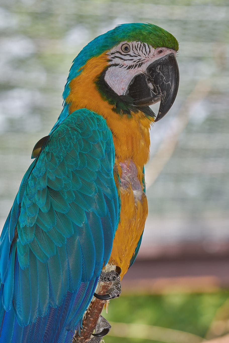 parrot, sit, bird, ara, beautiful, color, branch, wait, green HD wallpaper