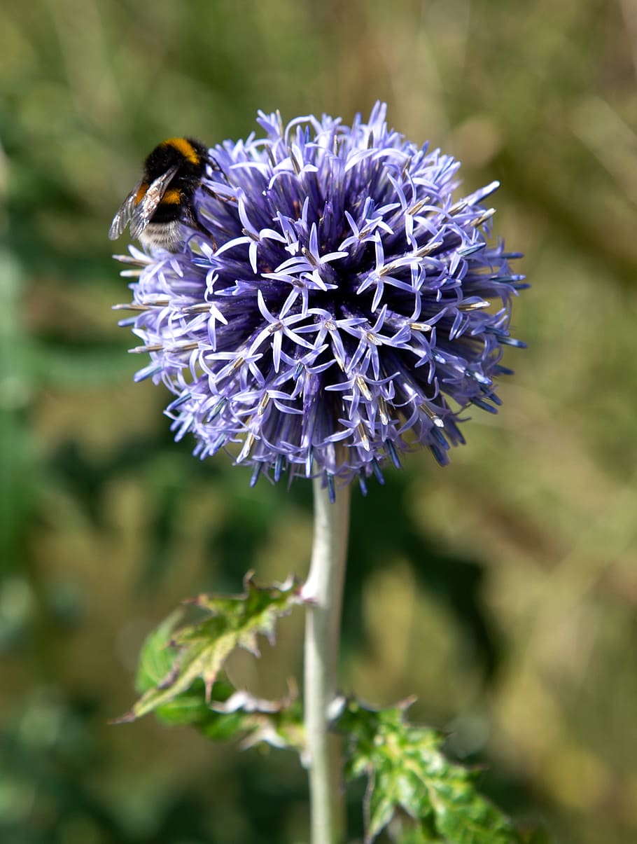 flower, bee, flowering plant, fragility, freshness, vulnerability HD wallpaper