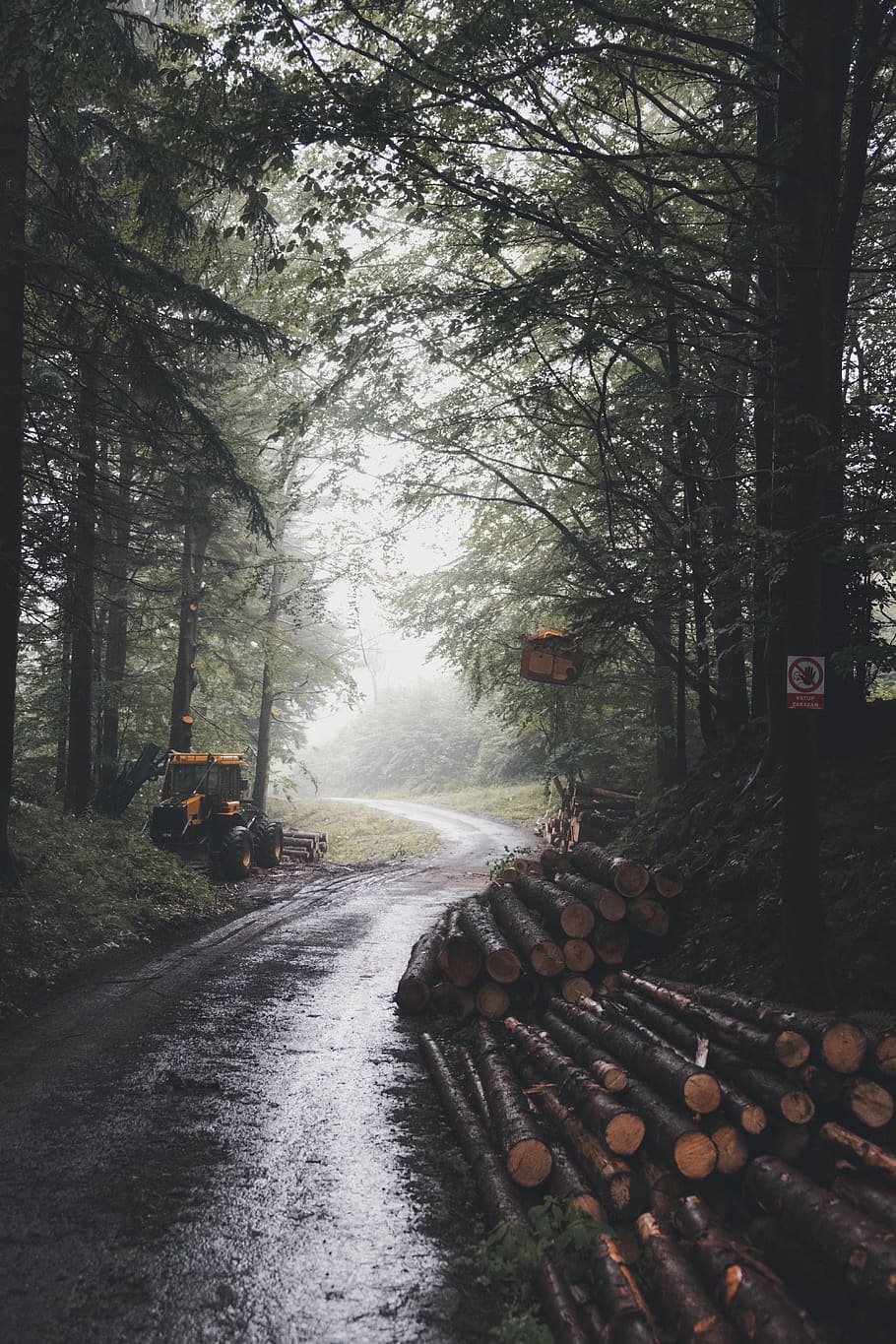 tree logs on road surrounded by trees during daytime, gravel HD wallpaper