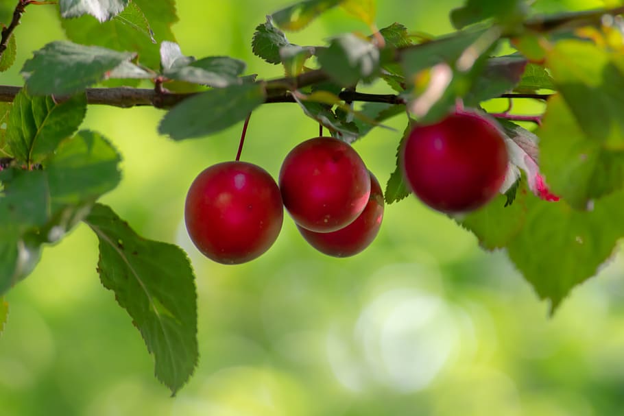 fruit, tree, plum, healthy, red, nature, energy, garden, fresh HD wallpaper