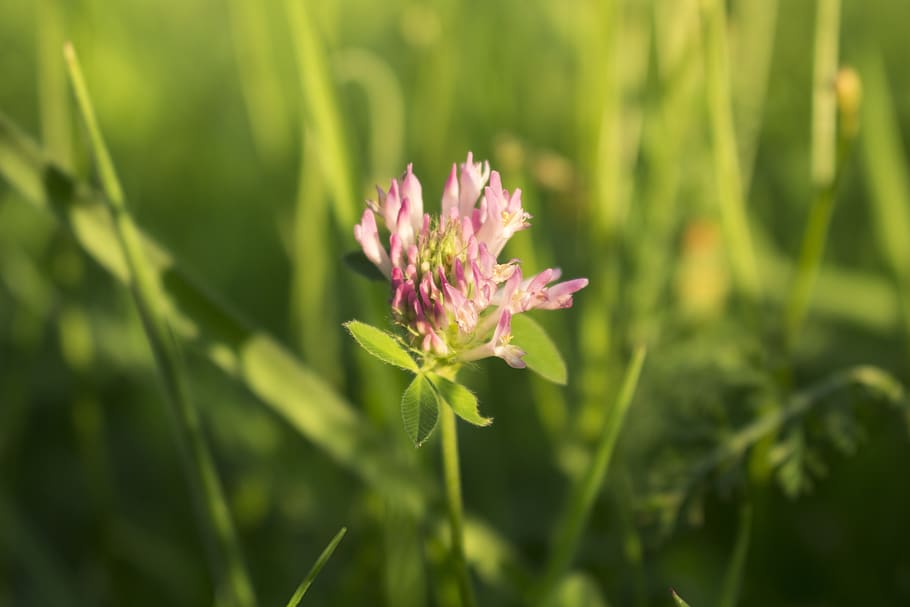 sunset, summer, grass, flower, clover, landscape, in the evening HD wallpaper