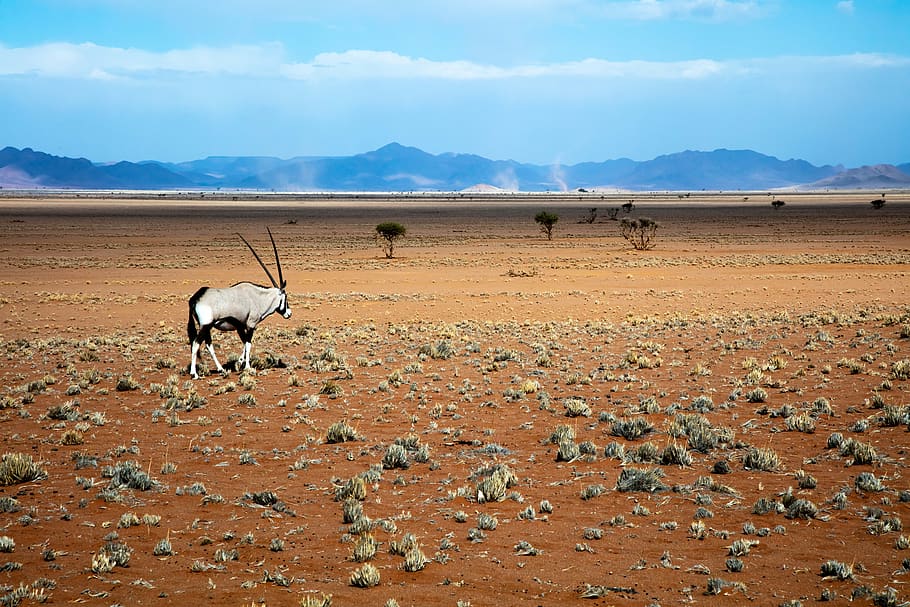 gray gemsbok on open brown field, namibia, oryx, wildlife, animal themes HD wallpaper