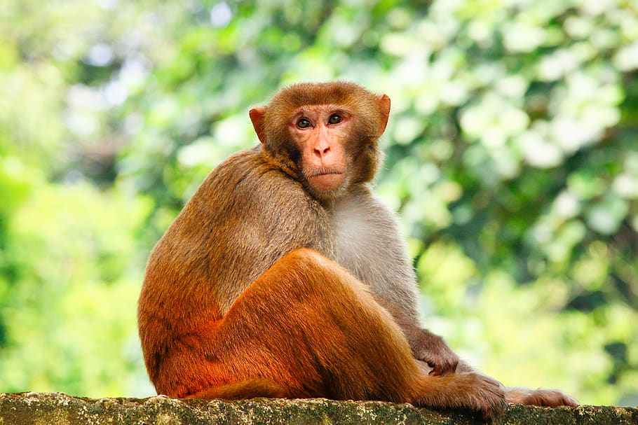 monkey, animal, primate, mammal, animal wildlife, animals in the wild HD wallpaper