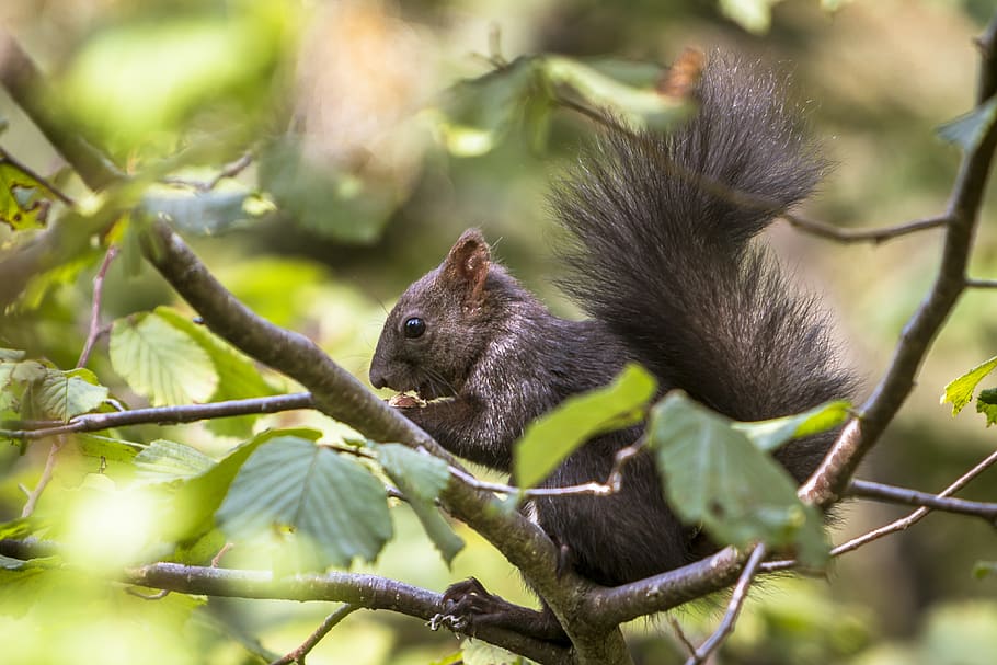 animals, squirrel, rodent, nature, forest, animal wildlife HD wallpaper