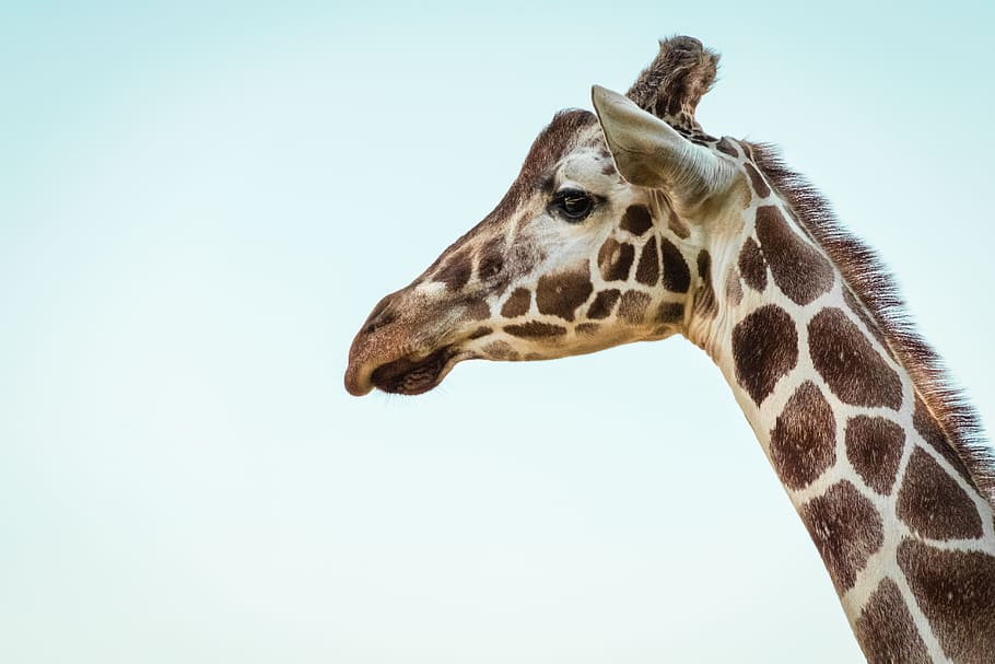 photo of a giraffe, animal, spot, single, looking, isolated, staring HD wallpaper